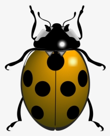 Big Image Png - Things That Begin With The Letter Ladybug, Transparent Png, Transparent PNG
