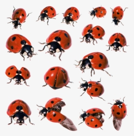 Ladybug Insect Png Pic - Ladybird Beetle, Transparent Png, Transparent PNG