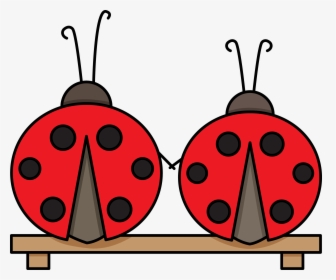 Transparent Ladybugs Png - Ladybug, Png Download, Transparent PNG