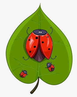 Sheet, Beetle, Ladybug, Insect, Red, Nature, Leaves - Ladybird Beetle, HD Png Download, Transparent PNG