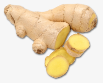 Greater Galangal, HD Png Download, Transparent PNG