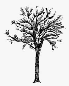 Tree Drawing No Background, HD Png Download, Transparent PNG