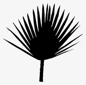 Font Line Silhouette Palm Trees Leaf - Illustration, HD Png Download, Transparent PNG