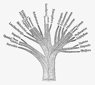 Ganong Cactaceae Phylogenetic Tree 1898 - Taxonomy Tree Png, Transparent Png, Transparent PNG