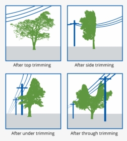 Tree Trimming Examples - Tree, HD Png Download, Transparent PNG
