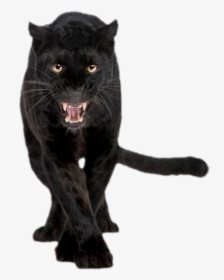 Panther Transparent Png - Black Panther Png Animal, Png Download, Transparent PNG
