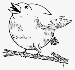 Round Robin Svg Clip Arts - Round Robin Bird Fat, HD Png Download, Transparent PNG