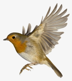 Robin Png Free Pic - Robin Bird Wings, Transparent Png, Transparent PNG