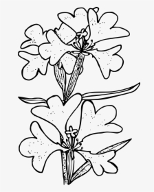 Ragged Robin Clip Arts - Lily, HD Png Download, Transparent PNG
