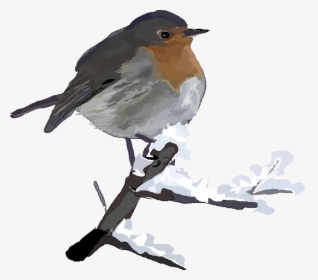 Robin In Snow Clip Art, HD Png Download, Transparent PNG
