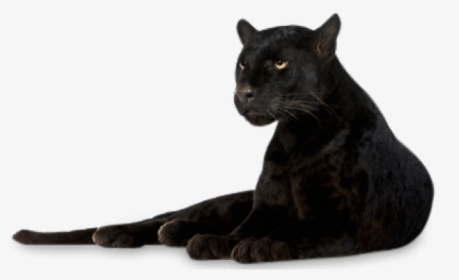 Black Panther Png Transparent Images - Black Panther Animal Png, Png  Download , Transparent Png Image - PNGitem
