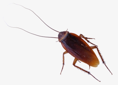 Roach Png - Cockroach Png, Transparent Png, Transparent PNG