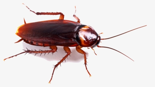 Cockroach Png High-quality Image - Cockroach Png, Transparent Png, Transparent PNG