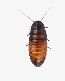 Cockroach Png Hd Quality - Madagascar Hissing Cockroach Transparent, Png Download, Transparent PNG