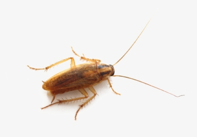 Roach Png - Bugs That Look Like German Cockroaches, Transparent Png, Transparent PNG