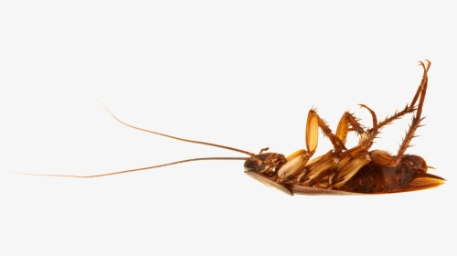 Cockroach On Back - Dead Cockroach, HD Png Download, Transparent PNG