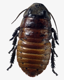 Roach Png - Png Bug, Transparent Png, Transparent PNG