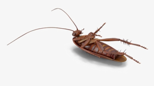 Cockroach Png File Download Free - Mosquito, Transparent Png, Transparent PNG