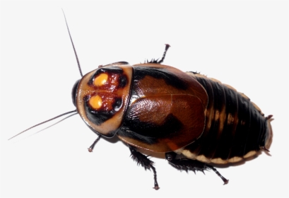 Roach Png - Lucihormetica Verrucosa, Transparent Png, Transparent PNG