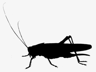 Cockroach Clip Art Fauna Cricket Silhouette - Grasshopper, HD Png Download, Transparent PNG