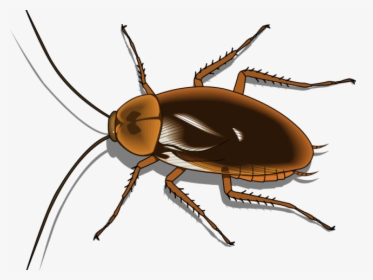 Cockroach Clipart Pest - Transparent Background Cockroach Clipart, HD Png Download, Transparent PNG