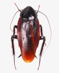 Roach Png Image, Transparent Png, Transparent PNG
