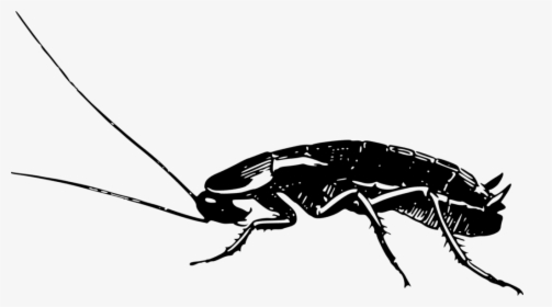 Cockroach - Side View - German Cockroach Black And White, HD Png Download, Transparent PNG