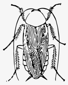 Cockroach Image Black And White, HD Png Download, Transparent PNG