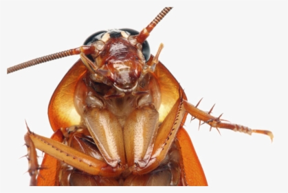 Cockroach Png Transparent Images - Cockroach Head Close Up, Png Download, Transparent PNG