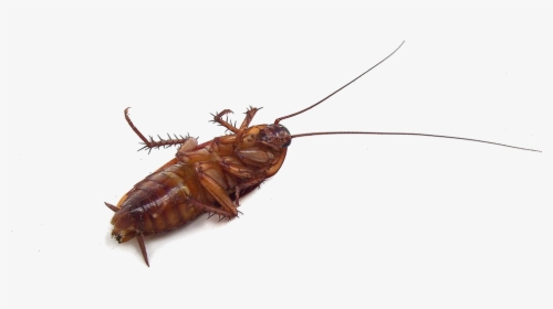 Cockroach Insect Mosquito Pest Garden - Baby Cockroach On Its Back, HD Png Download, Transparent PNG