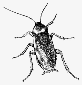 Fly,monochrome Photography,weevil - Cockroach Clipart Black And White, HD Png Download, Transparent PNG