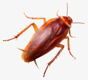 Ground Beetle - Cockroach Hd, HD Png Download, Transparent PNG