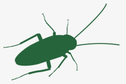 Cockroach Header - Beetle, HD Png Download, Transparent PNG