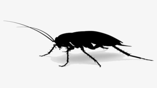 Roach Png Image For Download - Mosquito, Transparent Png, Transparent PNG