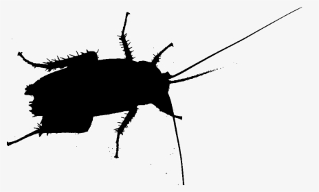 Cockroach Beetle Silhouette Membrane Insect - Beetle, HD Png Download, Transparent PNG
