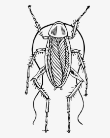 Cockroach Clipart Hostted - Cockroach Clipart Black And White, HD Png Download, Transparent PNG