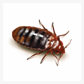 Cock Roach 1-10 - Cockroach And Bed Bug, HD Png Download, Transparent PNG