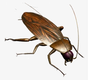 Roach Png - Hình Vẽ Con Gián, Transparent Png, Transparent PNG