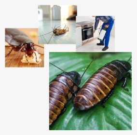 Pest Control Services - Cockroach Food In China, HD Png Download, Transparent PNG