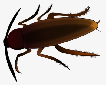 Insect, Creepy, Cockroach, Scrape, Beetle, Vermin - Clipart Kakerlake, HD Png Download, Transparent PNG