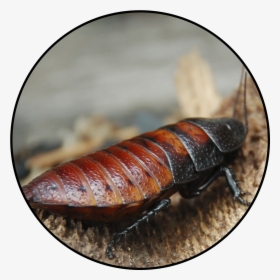 Giant Different Kind Of Cockroach, HD Png Download, Transparent PNG