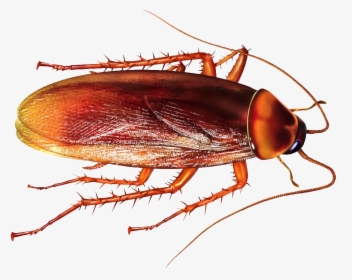 Cockroach Indian, HD Png Download, Transparent PNG