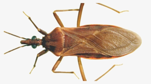 Cockroach - Bugs In Ontario That Look Like The Kissing Bug, HD Png Download, Transparent PNG