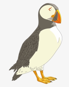 Puffin Transparent Background, HD Png Download, Transparent PNG