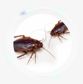 American Cockroach, HD Png Download, Transparent PNG