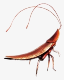 #cockroach #walle #cute - Cockroach Walle, HD Png Download, Transparent PNG