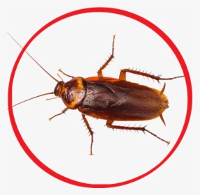 Female Cockroach, HD Png Download, Transparent PNG