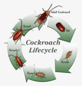 Cockroach Life Cycle Clipart, HD Png Download, Transparent PNG