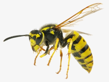 Wasps, HD Png Download, Transparent PNG