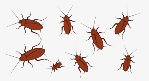 Cockroach, HD Png Download, Transparent PNG